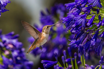 Hummingbird © Bob