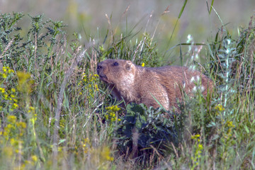 beautiful marmots on the green meadow