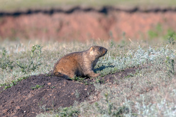 beautiful marmots on the green meadow