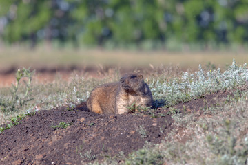 beautiful marmots on the green meadow
