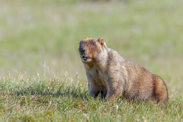beautiful marmots on the green meadow