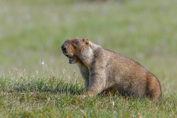 beautiful marmots on the green meadow