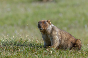 beautiful marmots on the green meadow