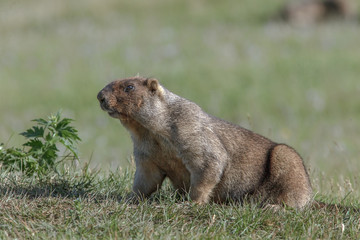 beautiful marmots on the green meadow