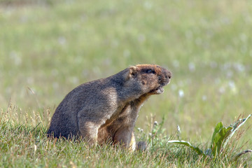 beautiful marmots on the green meadow