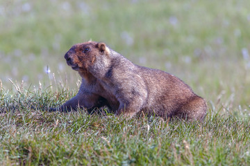 beautiful marmots on the green meadow