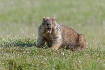beautiful marmots on the green meadow