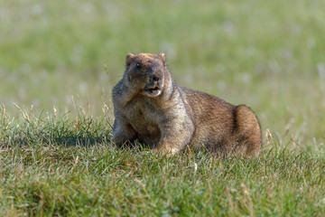 beautiful marmots on the green meadow