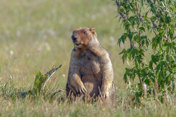 beautiful marmots on the green meadow