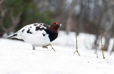  Willow Ptarmigan (Lagopus lagopus) in tundra from Norway.Tromso