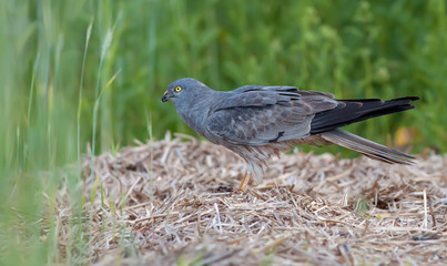 Montagu's harrier male side view