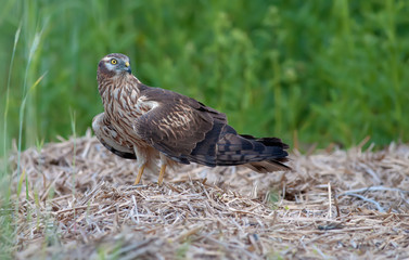 Montagu's harrier female with downed wings