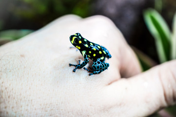 Ranitomeya vanzolinii