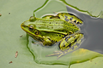 Frog