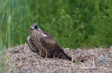 Montagu's harrier crying at the male in the sky