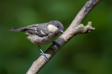 Coal tit looks interested