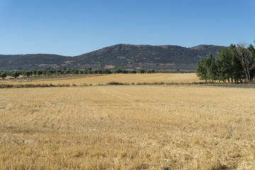 Fototapeta na wymiar Stubble fields in an agricultural landscape in Ciudad Real Province, Spain.