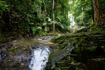 Obraz premium Small river in tropical rainforest