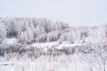 Winter landscape with birch Trees