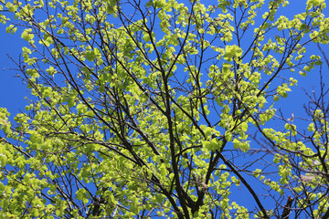 Crohn of the tree with green leaves against the blue sky