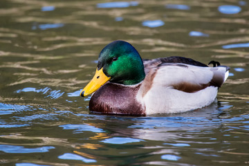 Male Mallard Duck