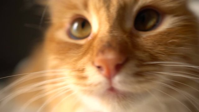 Closeup of funny Cat Face -with curious looking at cam