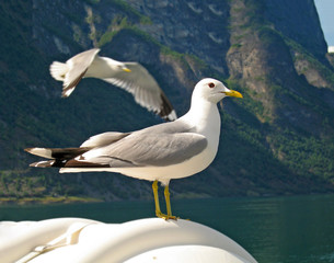 Good looking seagull in nature