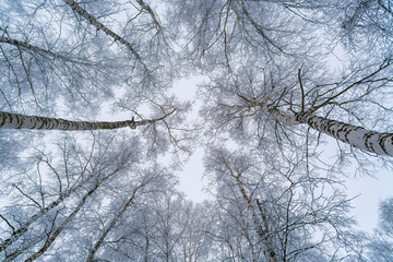 The view of the sky through the branches of birch trees