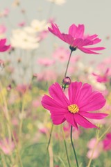 Cosmos flowers at beautiful in the garden.