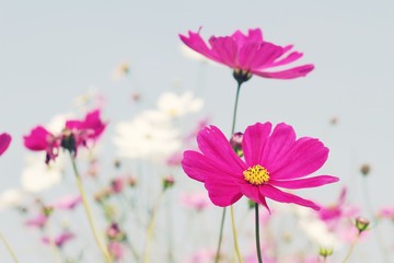 Cosmos flowers at beautiful in the garden.
