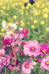 Cosmos flowers at beautiful in the garden.