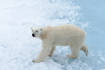 Plakat Polar bear
