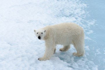 Fototapeta na wymiar Polar bear