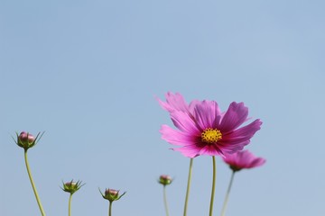 Cosmos flowers at beautiful in the garden.