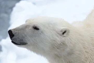Fotobehang Polar bear © Alexey Seafarer