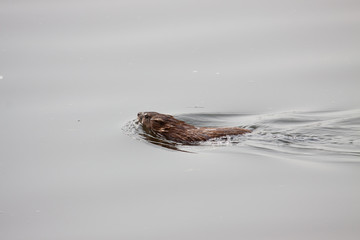Isolated Beaver coypu while swimming