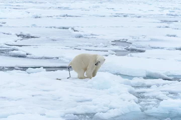 Tableaux ronds sur plexiglas Ours polaire Polar bear