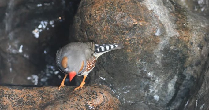 4K UltraHD A Zebra Finch, Taeniopygia guttata bathing