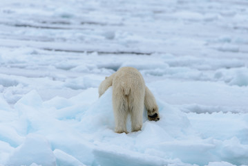 Polar bear