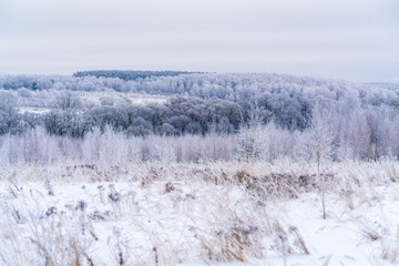 Winter landscape with birch Trees