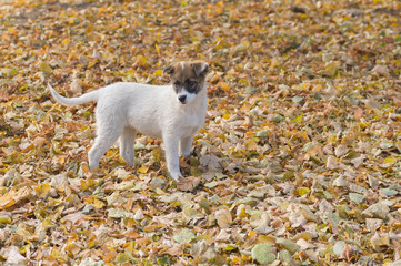 Cute lonely stray puppy looking for the fun in fall park