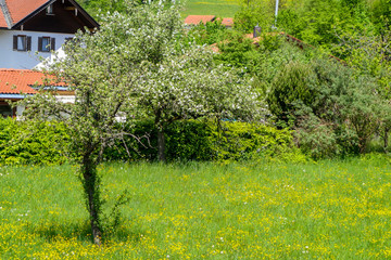 Obraz premium Blumenwiese