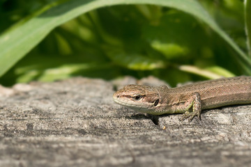 Portrait of the Pontic lizard Darevskia pontica (Rock lizards)