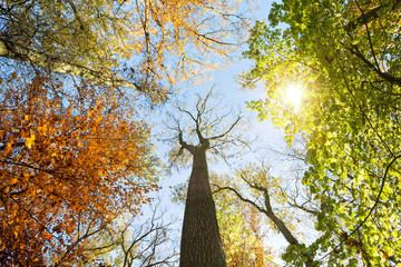 Colorful Autumn Scenery