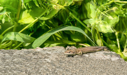 Portrait of the Pontic lizard Darevskia pontica (Rock lizards) on an old stump