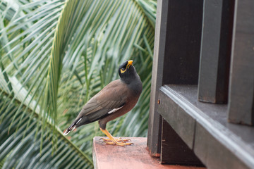 The common myna