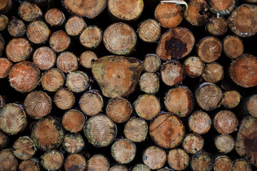 Wood Stack in the Forest