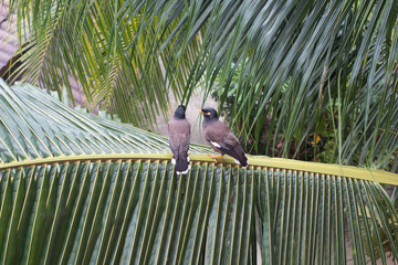 Two common myna