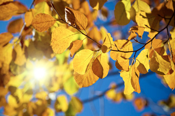 Fototapeta na wymiar Colorful Autumn Leafs