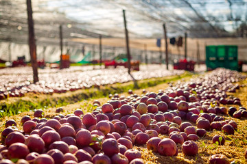 Italian typical apples